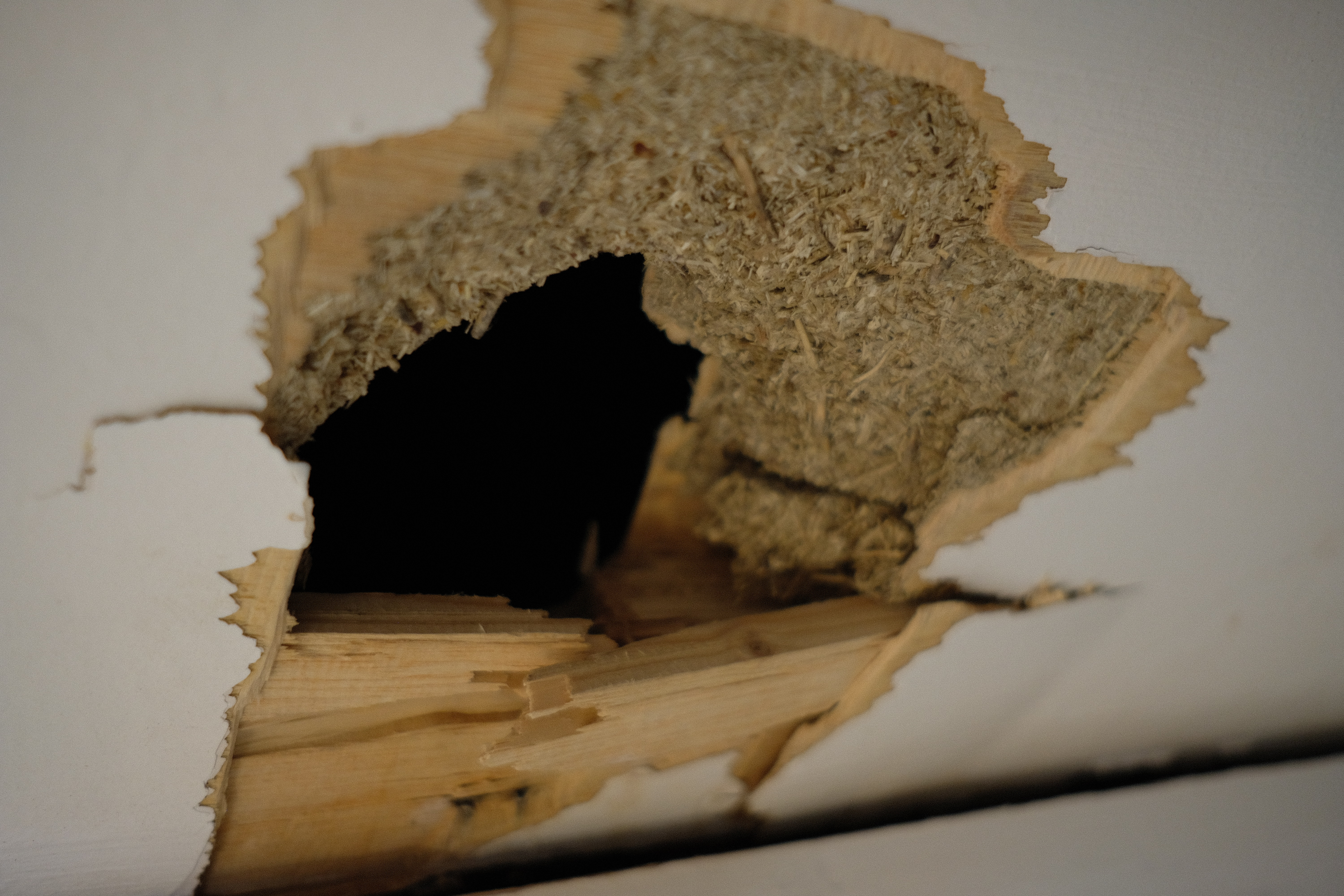 New Neighbours photograph 7