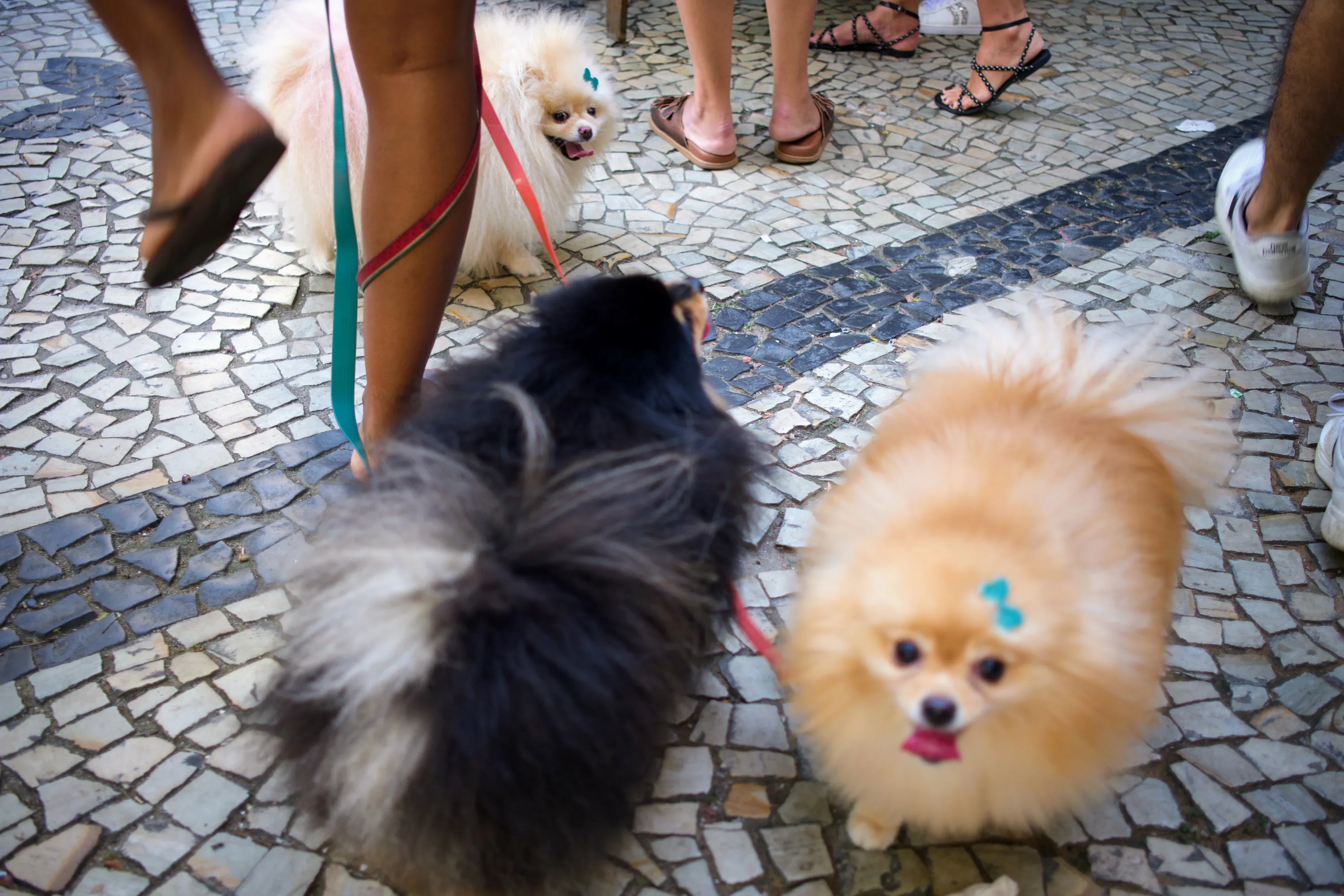 Feira de Laranjeiras photograph 3